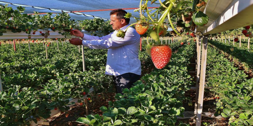 Balıkesirli itfaiyeciler çileğe yatırım yaptı