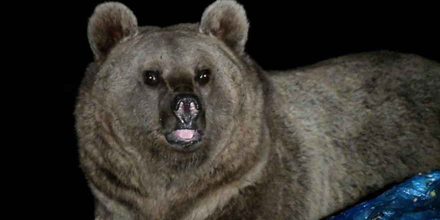 Göç eden boz ayılar kış uykusu için dönüş yolunda