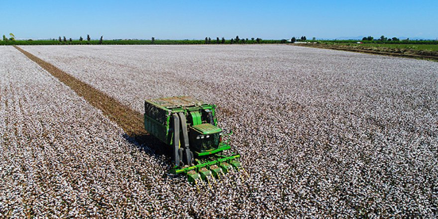 Pamuk üreticileri: Düşük fiyat pamuk üretimini bitirir