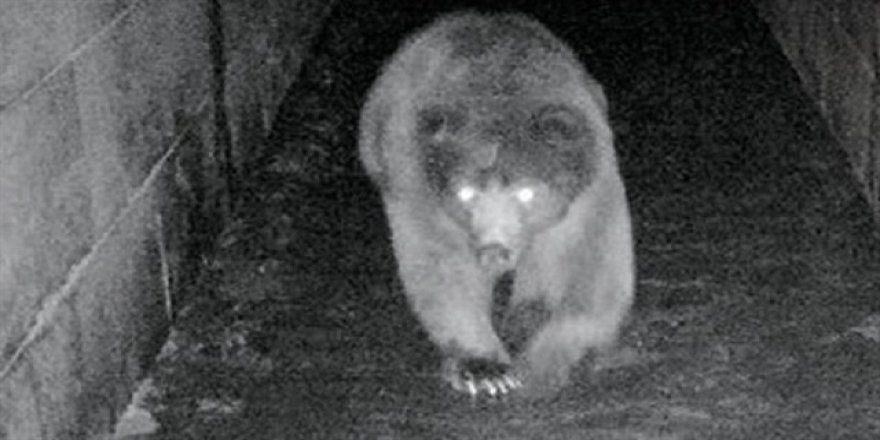 Ayılar alt geçit kullanmayı öğrendi