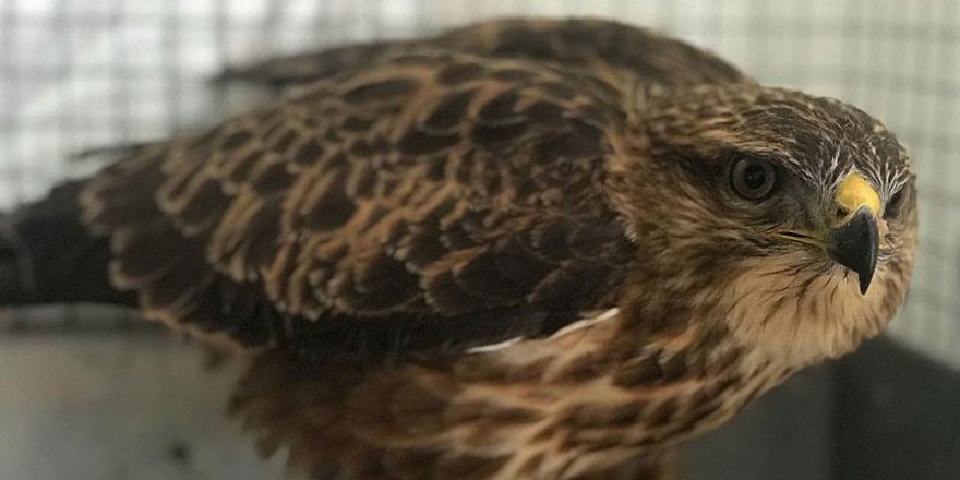 Yaban hayvanları Kars'ta şifa buldu