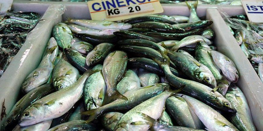 Balıkçıların umudu çinekop