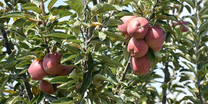 Sultandağı elma üretiminde de iddialı