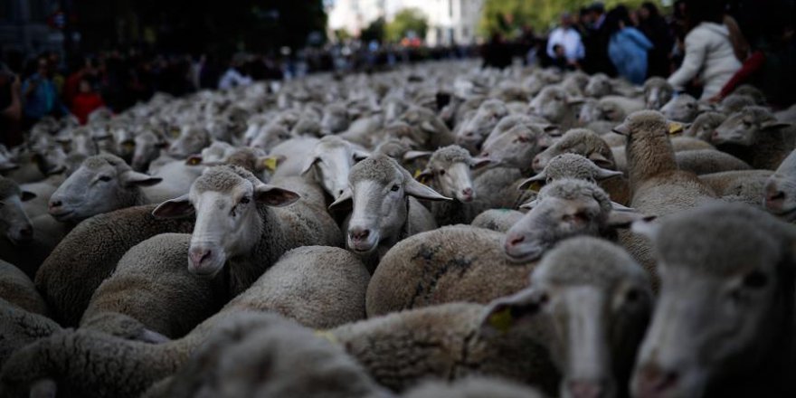 Madrid'de koyunlar şehre indi