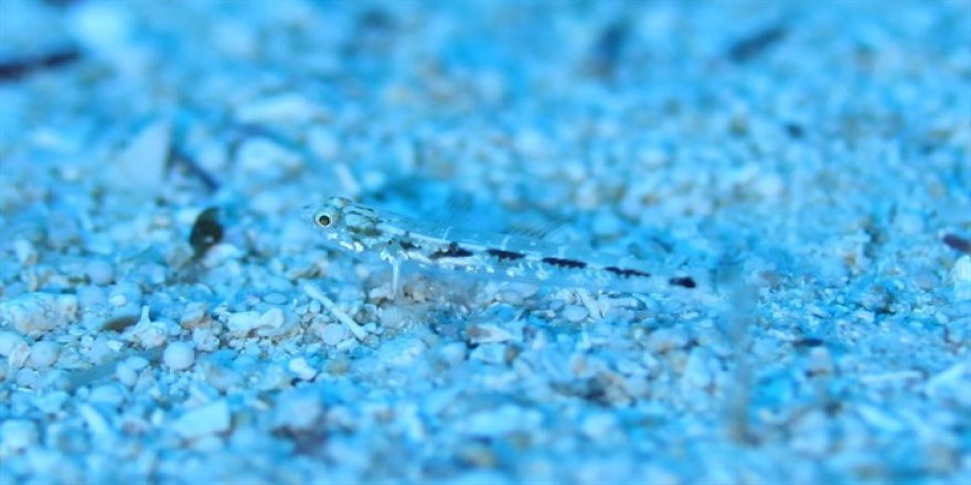 Bu balığın boyu 1 kuruş kadar