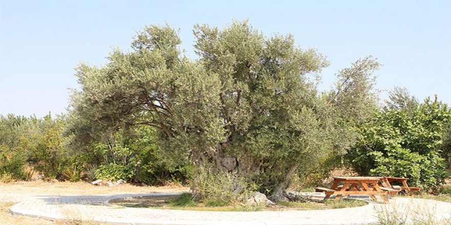 Anıt ağacın zeytinlerinin yağı 50 bin liraya satıldı