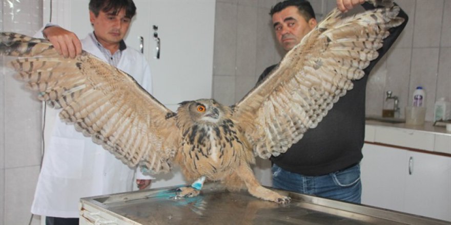 Kanatlarını açınca boyu 2 metreye ulaşıyor