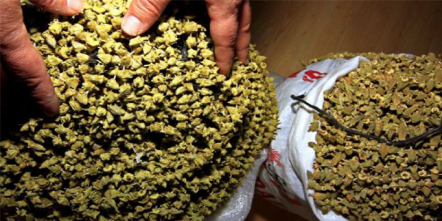 Yine aracı vurgunu: Bamya tarlada 4 lira, pazarda 16 lira