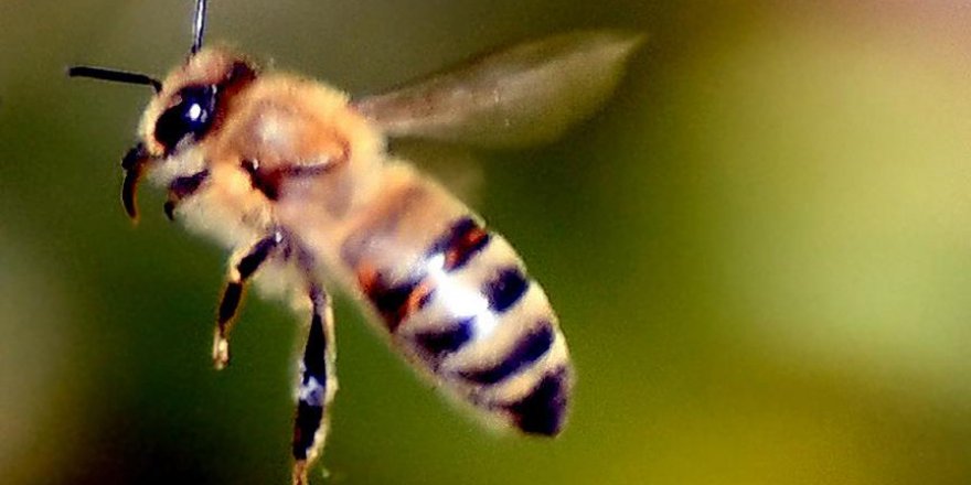 Suya dalıp çıkabilen robot arı üretildi