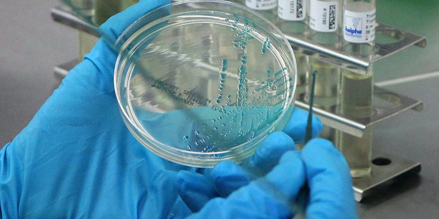 Bakterilerde ilginç keşif