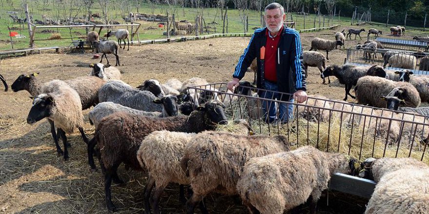 Kentin gürültüsünden uzaklaşıp koyun yetiştiricisi oldu