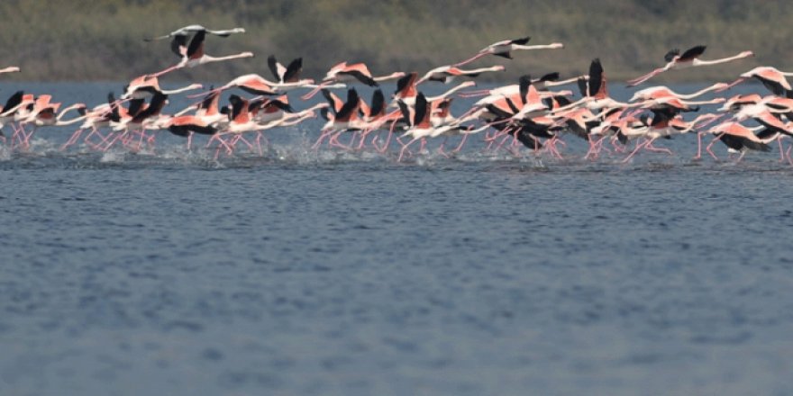 Siyah flamingo 3 yıl aradan sonra Türkiye'de tekrar görüntülendi