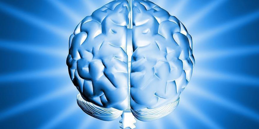 Beynin yoğun çalışması insana özgü değil