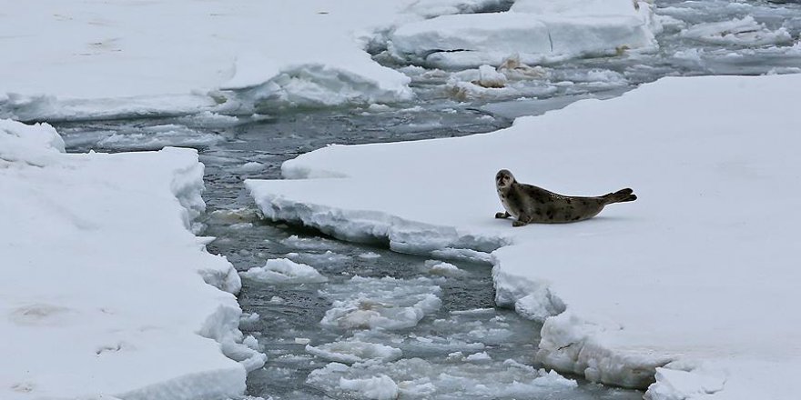 Buzulların erime riski tahminlerin ötesinde