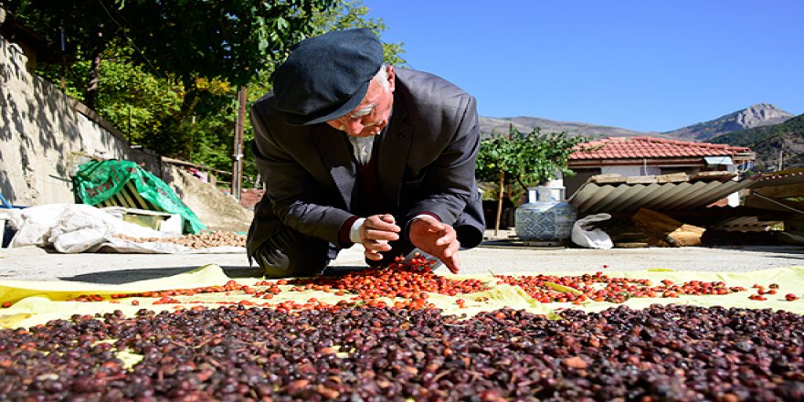C vitamini deposu kuşburnu kış sofraları için hazırlanıyor
