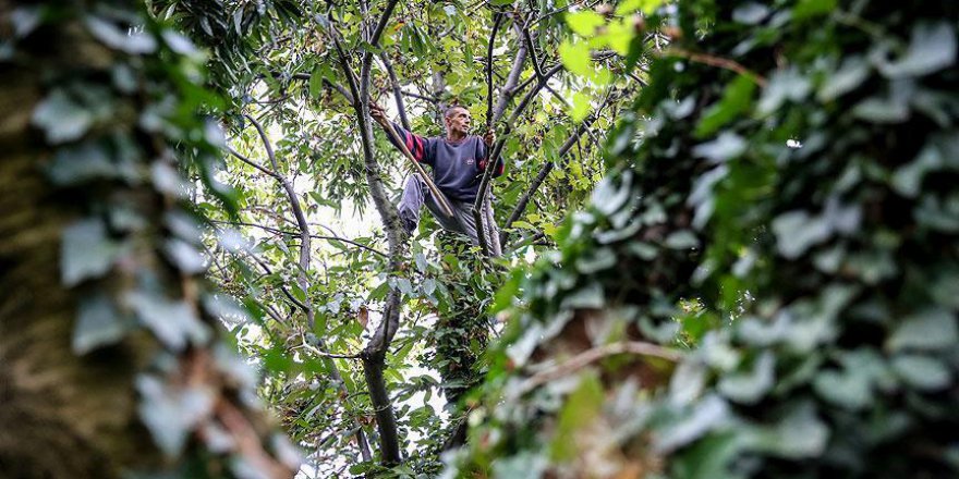 Yevmiyelerini ağaçtan çıkarıyorlar