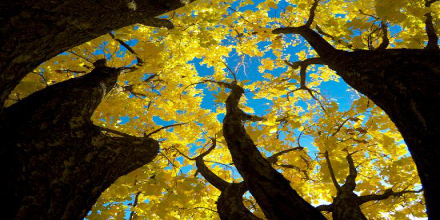 Iğdır'da kayısı bahçelerinde sonbahar