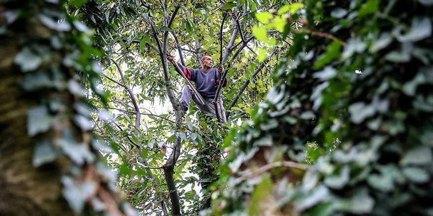 Yevmiyelerini ağaçtan çıkarıyorlar