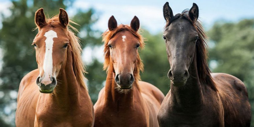 Atlar engelli çocukların umudu oldu
