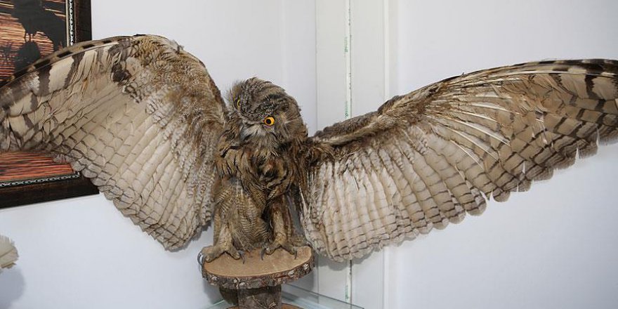 Yaban hayvanları tahnit çalışmasıyla gelecek nesillere taşınıyor