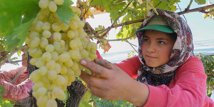 Üzüm üreticilerinin sorunları araştırılacak