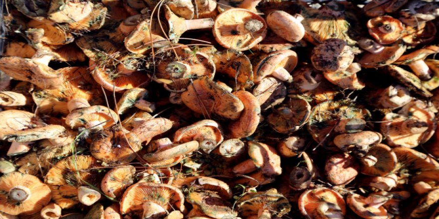 Bazı mantarlar son yemeğiniz olabilir