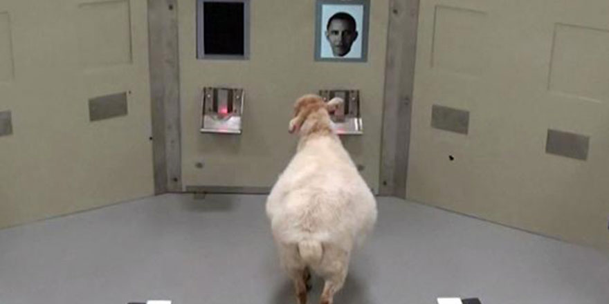 Koyunların hafızasını Obama ile ölçtüler!