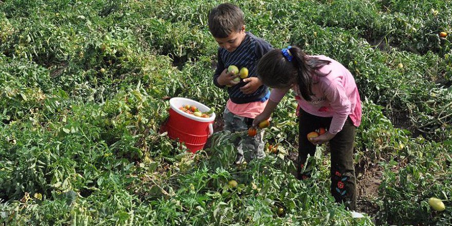 Tarlalarda çalışan çocuklar eğitime kazandırılıyor