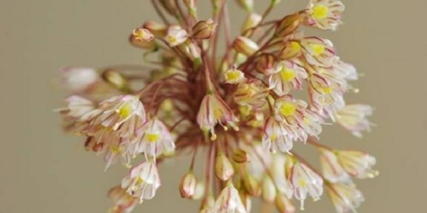 Yeni bir endemik bitki türü keşfedildi