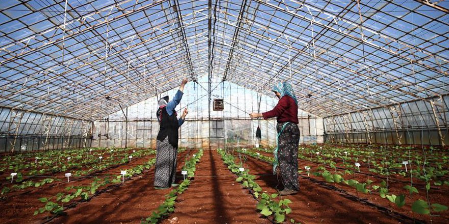 Soğuğa dayanıklı fasulye tohumu üretildi