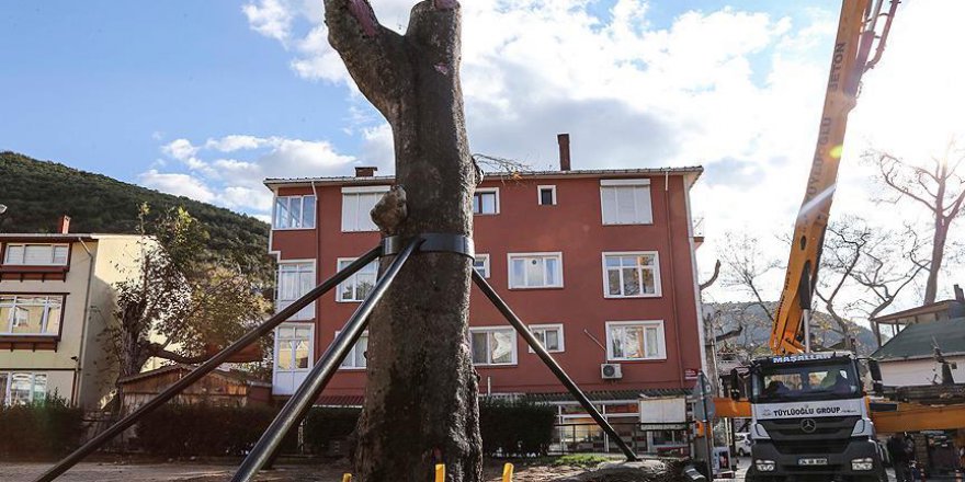 Anadolu Kavağı'nda devrilen 600 yıllık çınar ayağa kaldırıldı