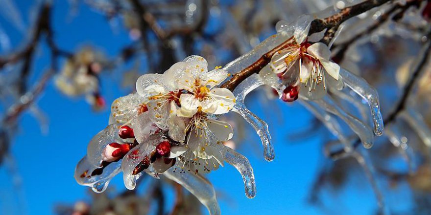 Meteorolojiden 'zirai don' uyarısı