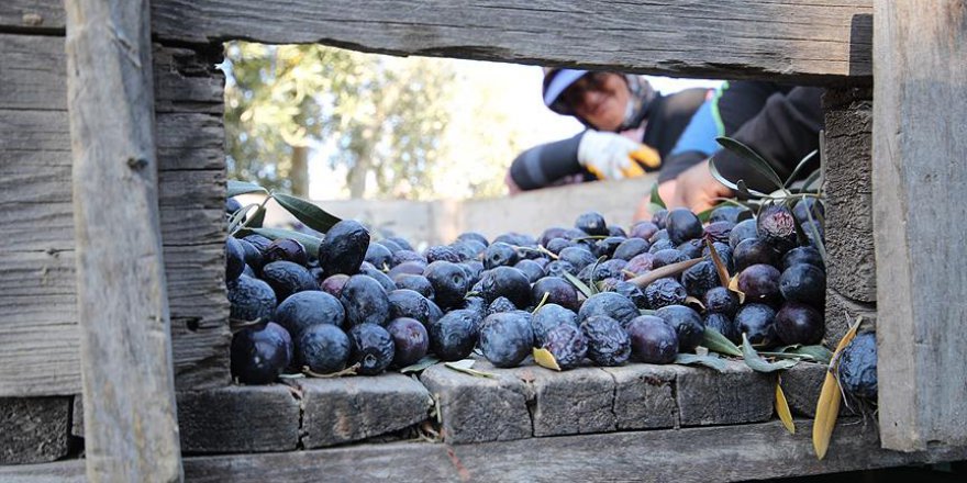 Mersin'de zeytin üreticisinin yüzü gülüyor