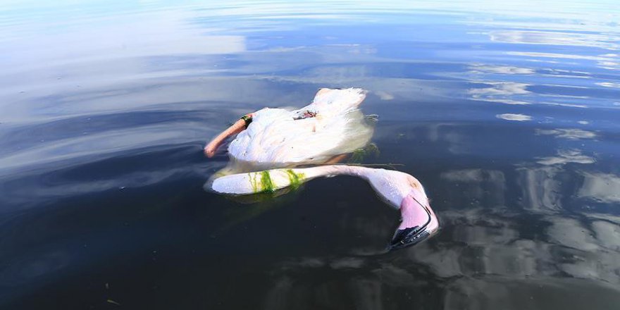 Akgöl'de 'allı turna'ları vurdular