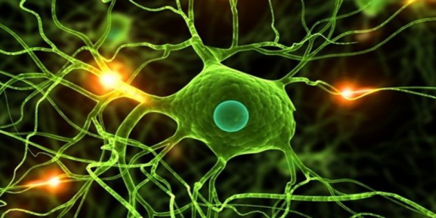 T hücreleri koronavirüse karşı gizli bağışıklık mı sağlıyor?