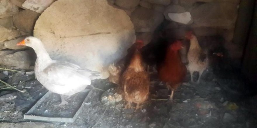 Ağrı'da iki köyde kuş gribi karantinası başladı