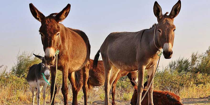 Yargıtay, eşeğin 'büyükbaş hayvan' kabul edilmesini uygun buldu