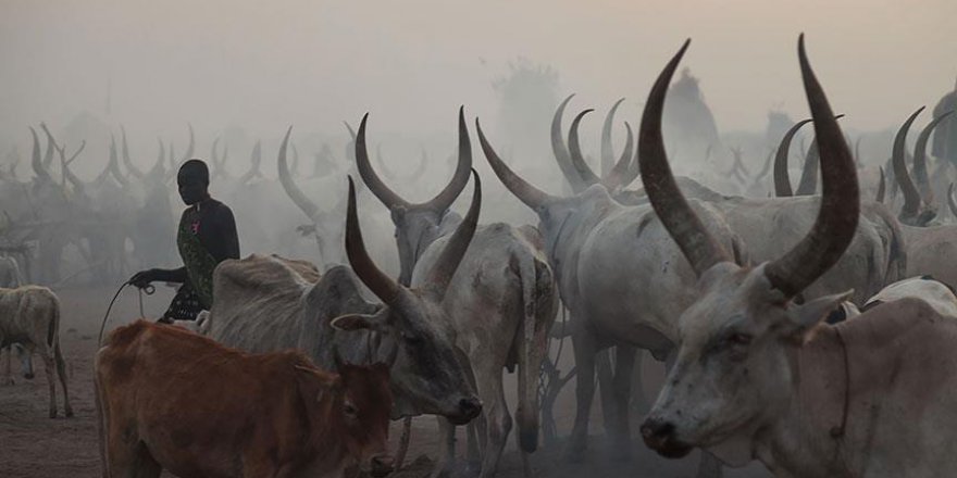 Güney Sudan'da sığır hırsızları hayvancılık yapan kabileye saldırdı