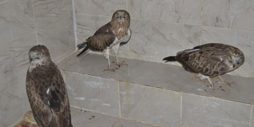 Tedavi edilen kartallar tabiata bırakıldı