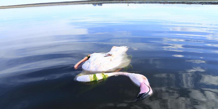 Bakanlık flamingoları vuranların peşinde