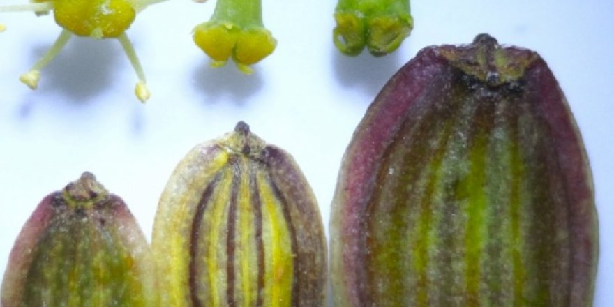 Dünyada sadece İzmir'de belirlenen yeni bir bitki türü keşfedildi