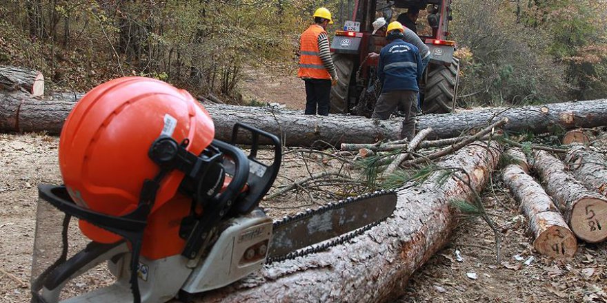 Orman işçilerinin zorlu mesaisi havadan görüntülendi