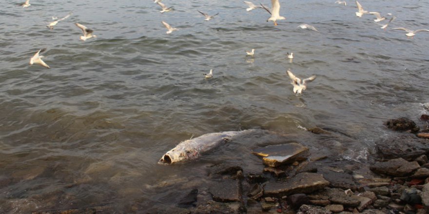 150 kiloluk dev orkinos kıyıya vurdu