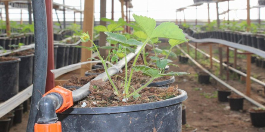 Atık jeotermal suyla sera işletiyor