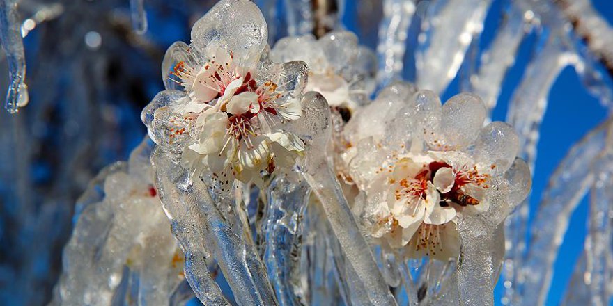 Marmara ve Ege'ye zirai don uyarısı