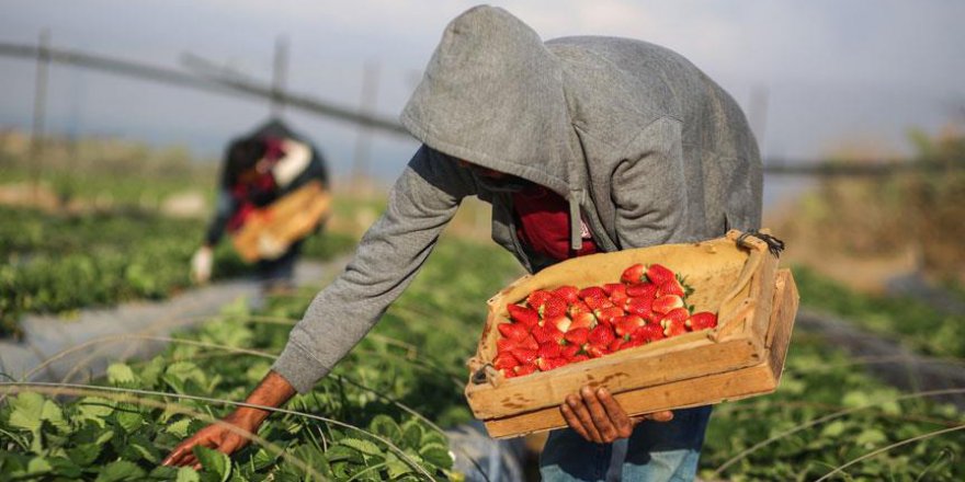 Gazze'deki çilekler ablukayı deliyor