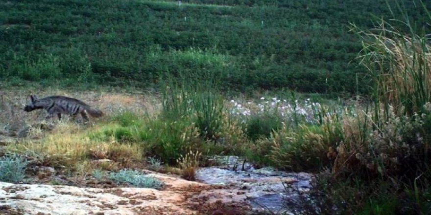 Hatay’da çizgili sırtlan görüntülendi