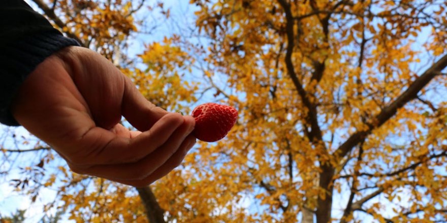 'Kış çileği' üreticisini sevindiriyor