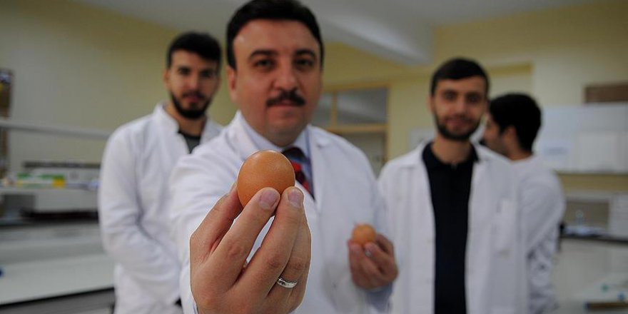 Yumurtayla besin değeri zenginleştirilmiş peynir üretildi