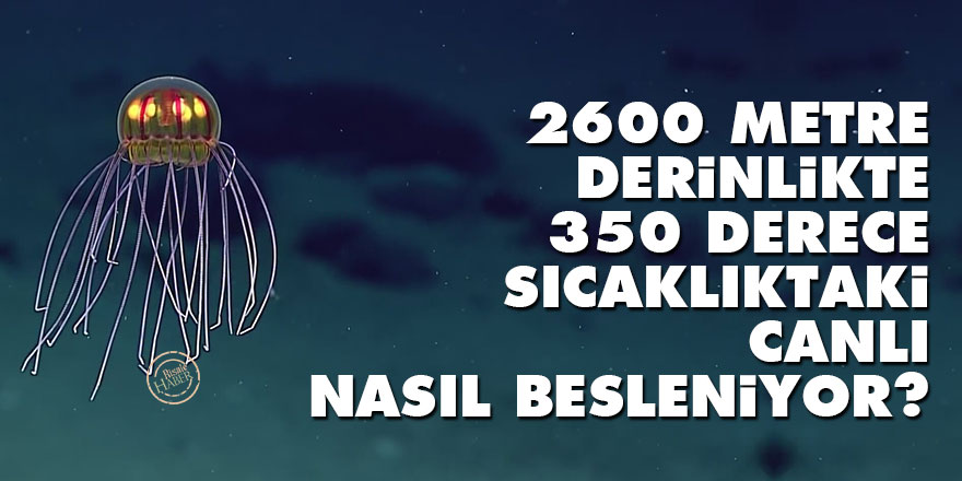 2600 metre derinlikte, 350 derece sıcaklıktaki canlı nasıl besleniyor?